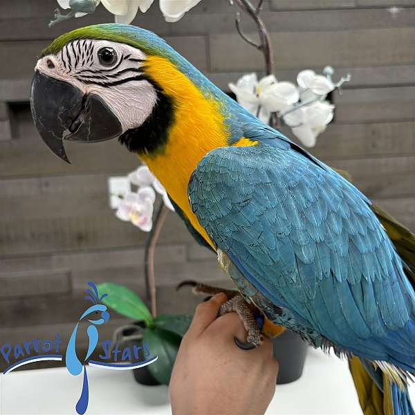 blue-gold-macaw-for-sale