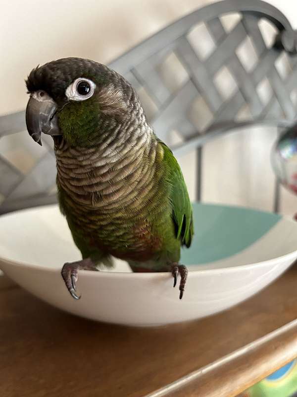 green-cheek-conure-for-sale-in-round-hill-va