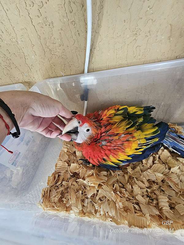 scarlet-macaw-for-sale-in-homestead-fl