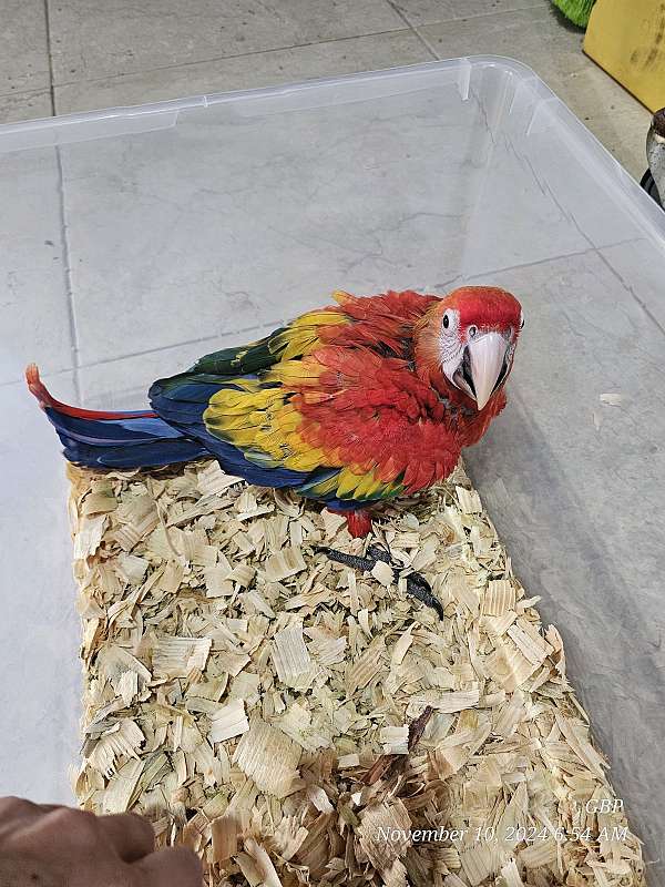 scarlet-macaw-for-sale-in-homestead-fl