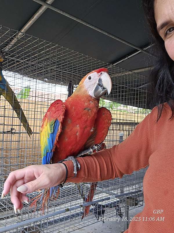 scarlet-scarlet-macaw-for-sale