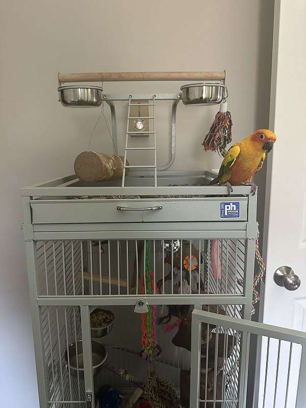 conure-for-sale