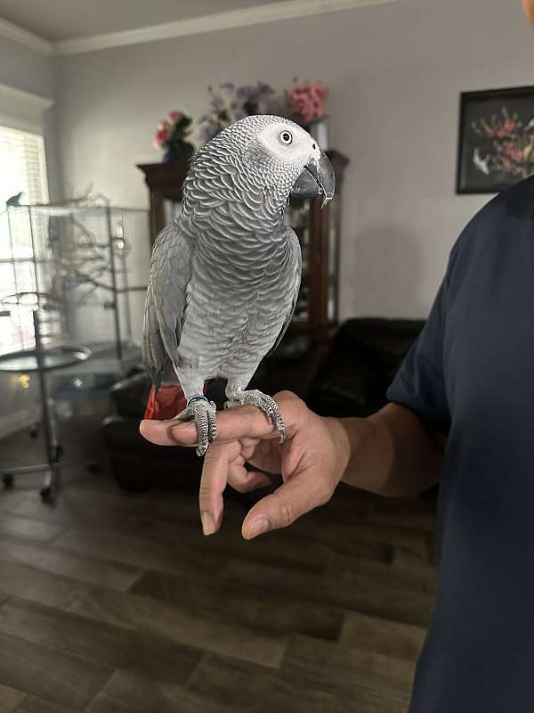 african-grey-parrot-for-sale-in-yukon-ok