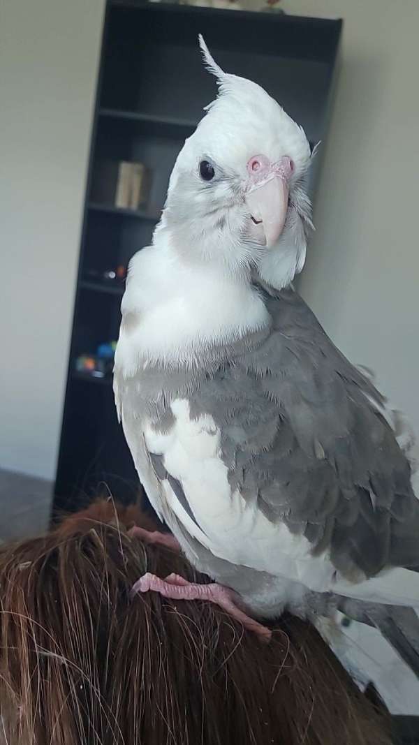 cockatiel-for-sale