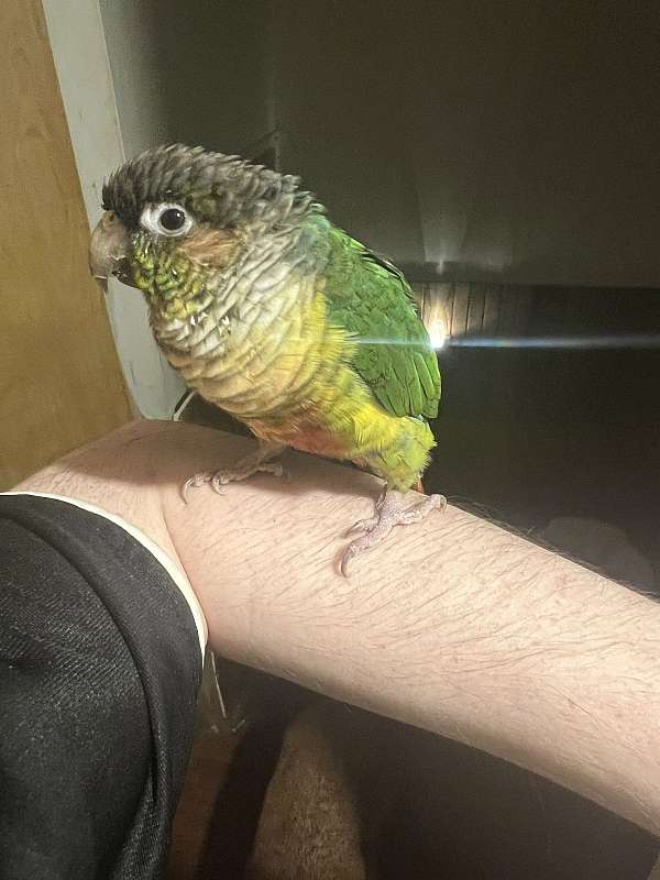 conure-for-sale