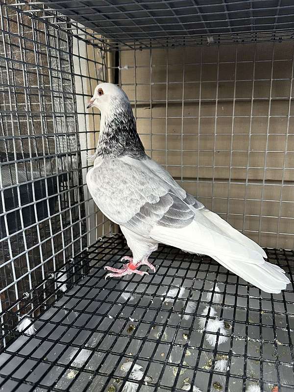 pigeon-for-sale