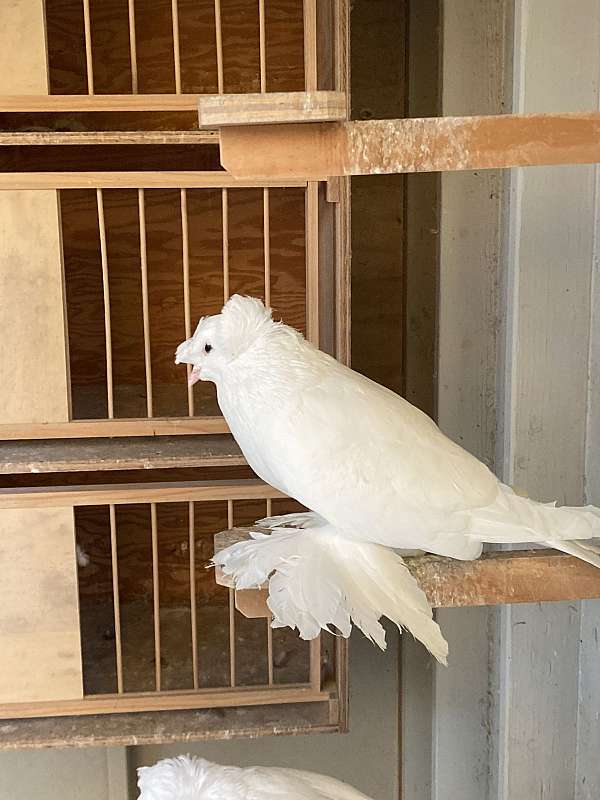 bird-for-sale-in-california