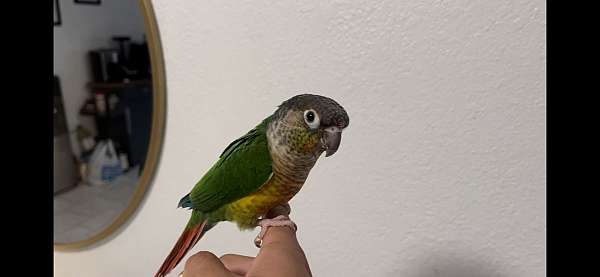 green-cheek-conure-for-sale