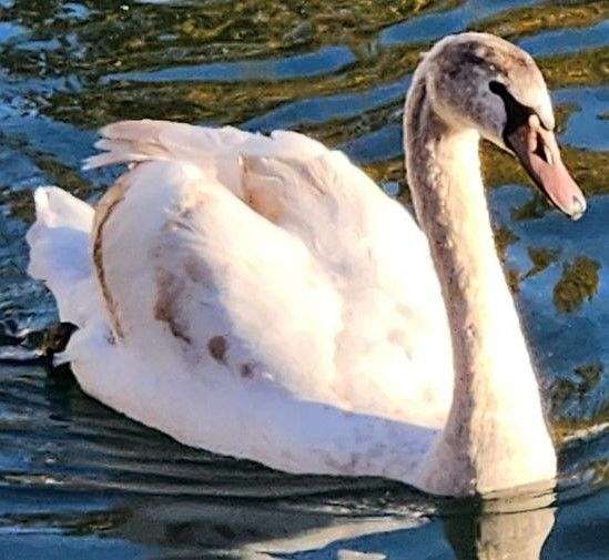 swan-for-sale-in-oklahoma-city-ok