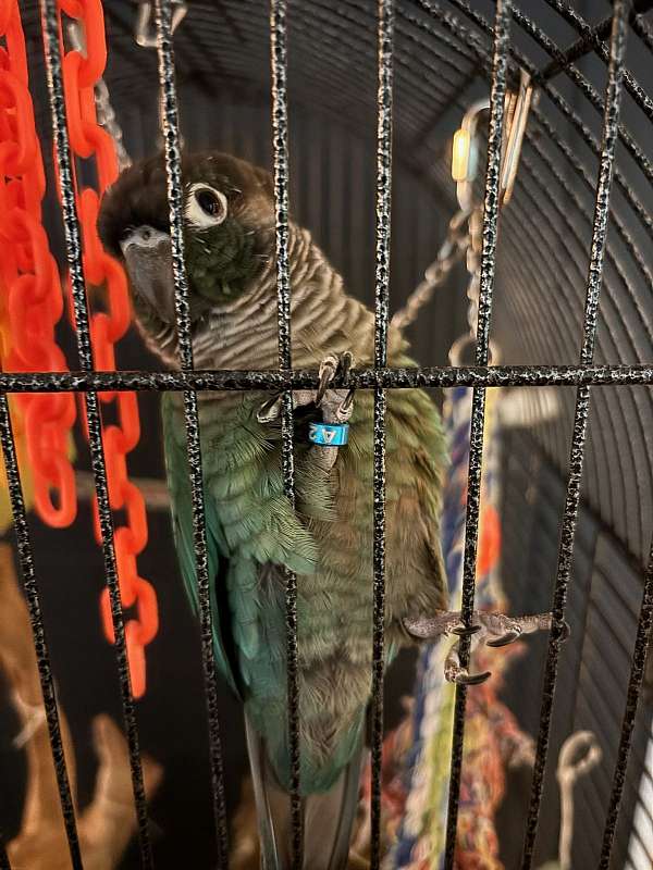 conure-for-sale-in-franklin-in