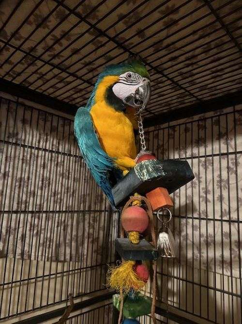 macaw-for-sale-in-stewart-mn