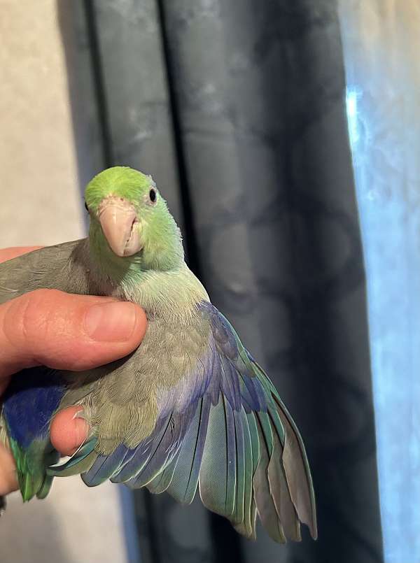 parrotlet-for-sale-in-orrville-oh