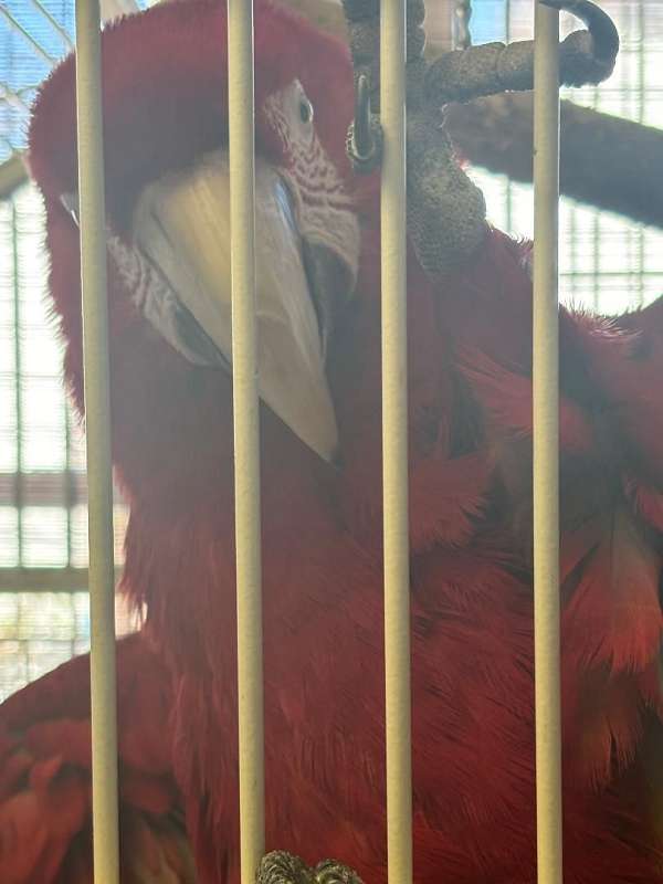 macaw-for-sale