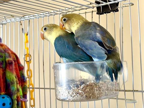 lovebird-for-sale