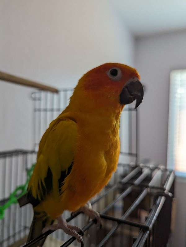 sun-conure-for-sale