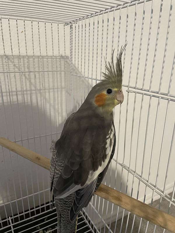 cockatiel-for-sale