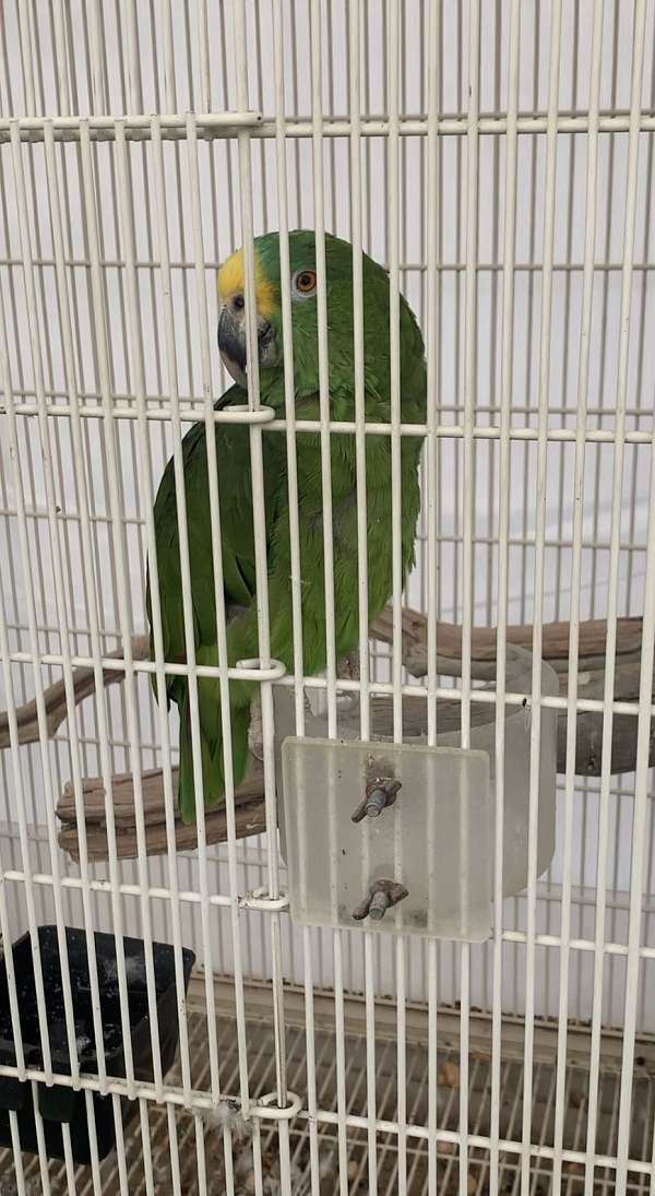 amazon-parrot-parrot-for-sale-in-bakersfield-ca