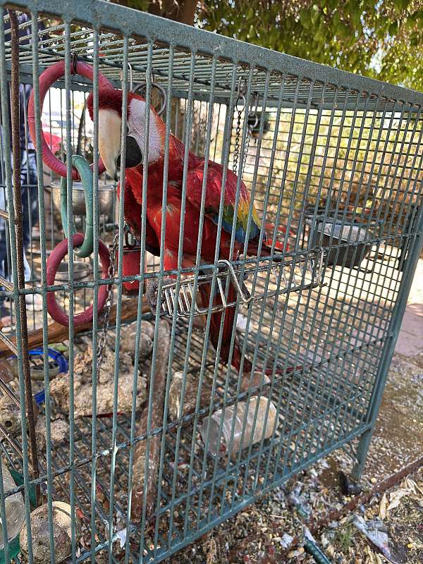 macaw-scarlet-macaw-for-sale-in-phoenix-az