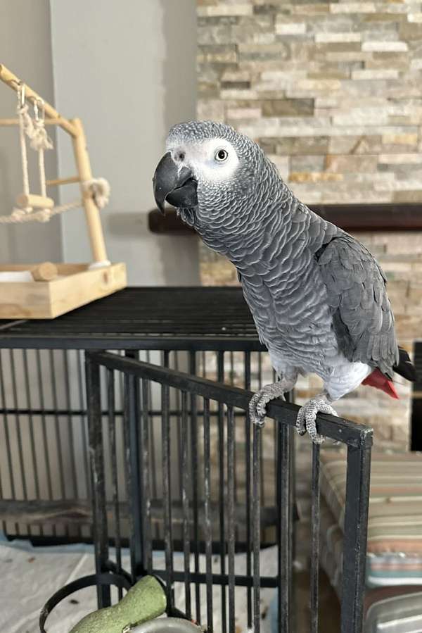 african-grey-parrot-for-sale-in-turlock-ca