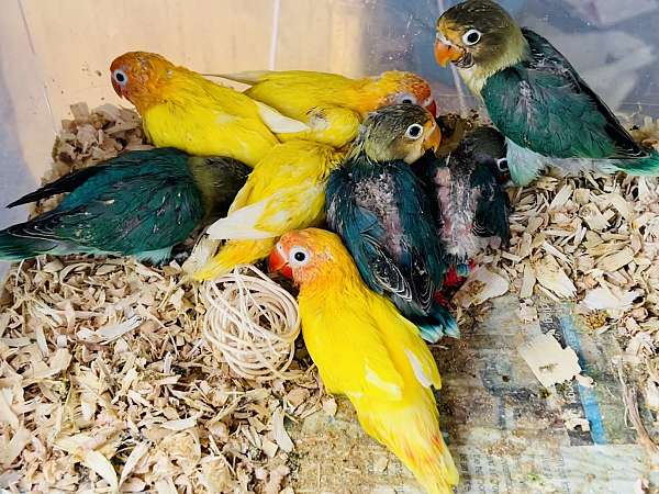 lovebird-for-sale