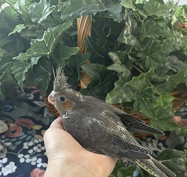 cockatiel-for-sale