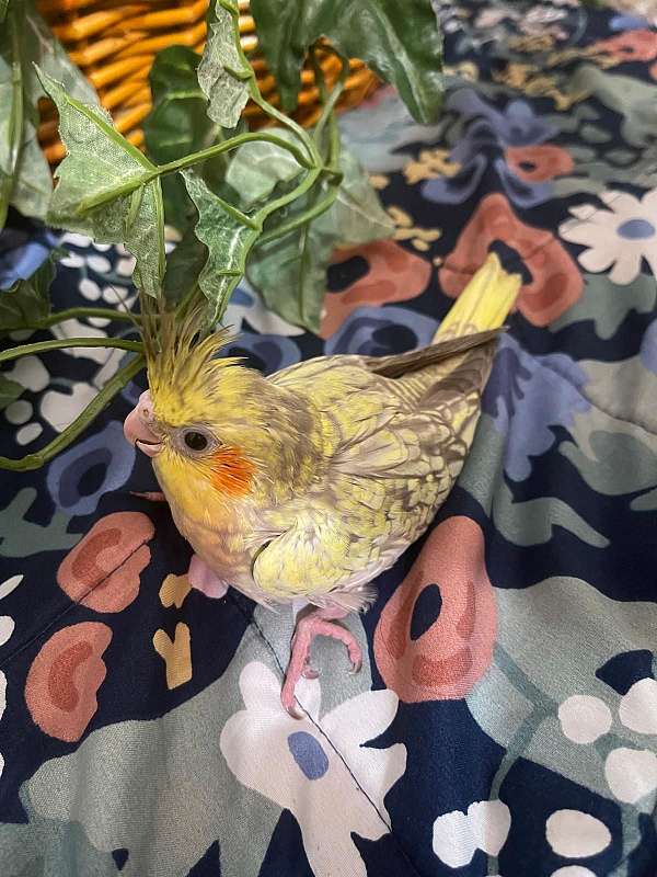 cockatiel-for-sale