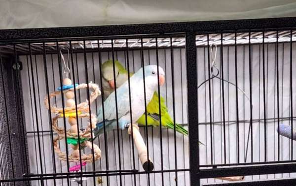 quaker-parrots-for-sale-in-indian-orchard-ma