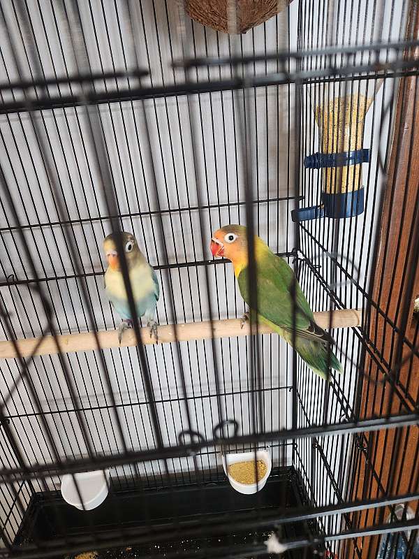 lovebird-for-sale-in-indian-orchard-ma