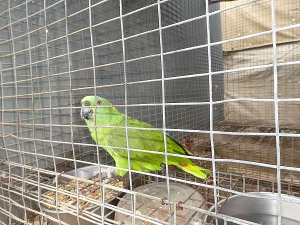 yellow-naped-amazon-parrot-for-sale