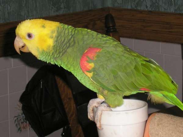 double-yellow-head-amazon-parrot-for-sale-in-muncie-in