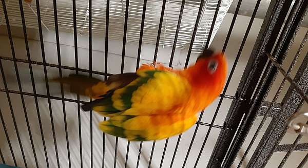 conure-for-sale