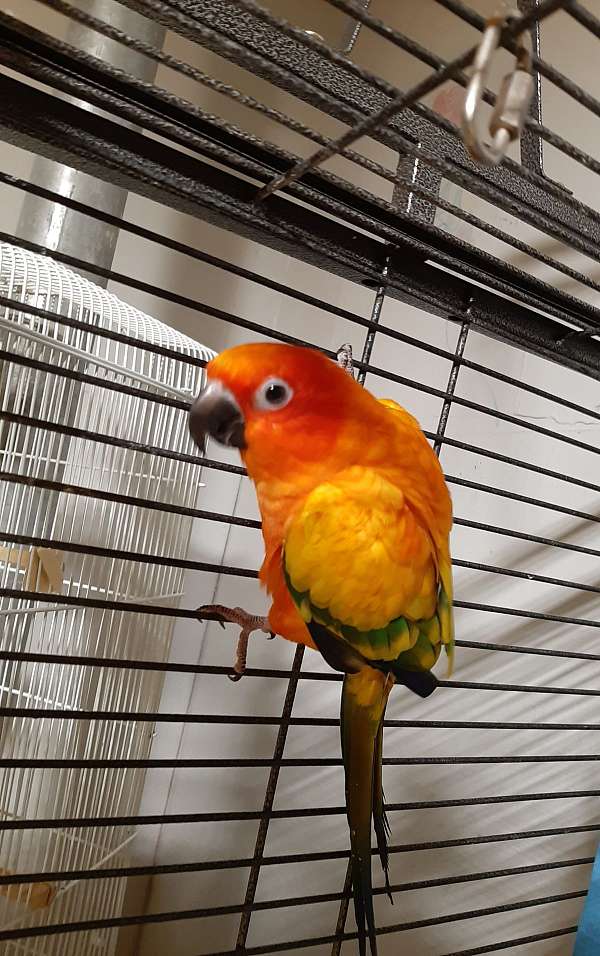 green-yellow-conure-for-sale