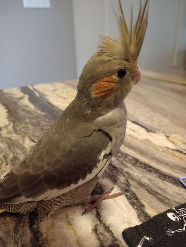 playful-tame-baby-adult-bird