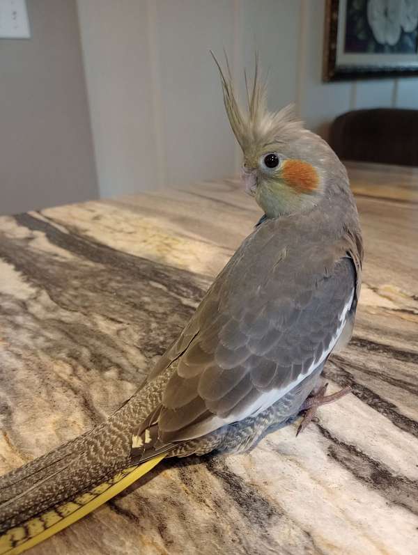 cockatiel-for-sale