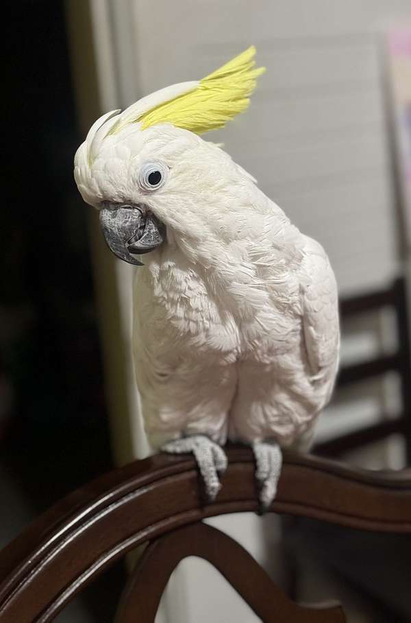 cockatoo-sulpher-crested-cockatoo-for-sale-in-south-carolina