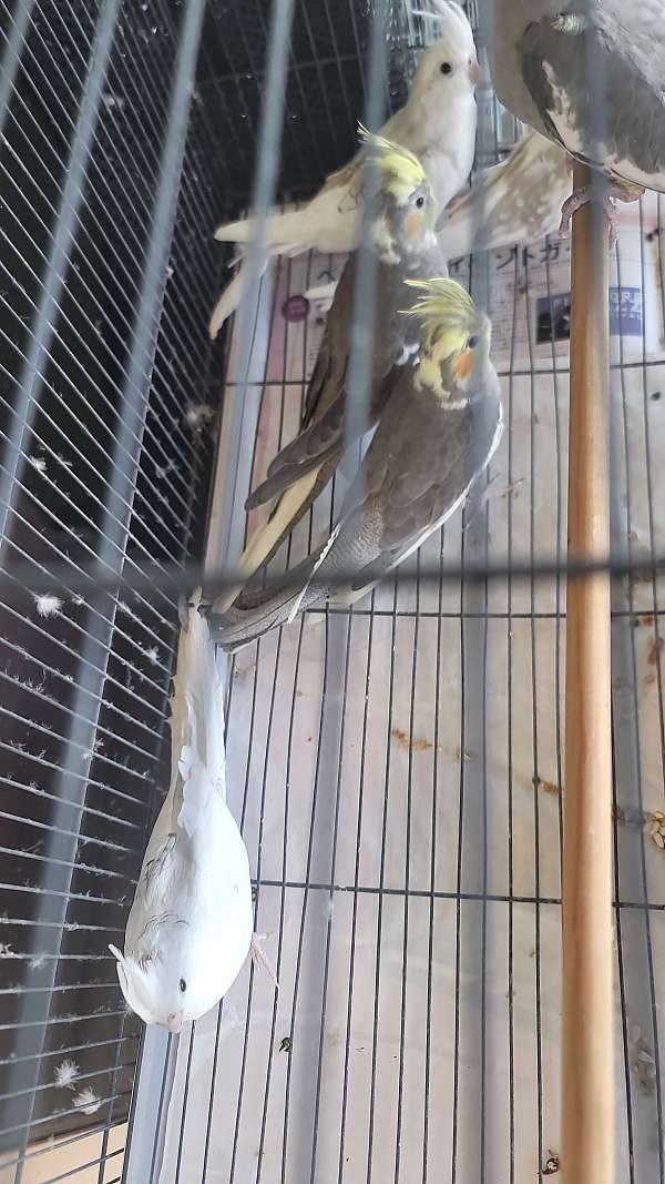 pied-bird-for-sale-in-riverside-ca