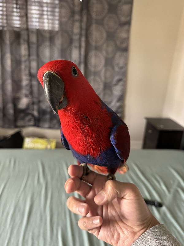 solomon-island-eclectus-parrots-for-sale