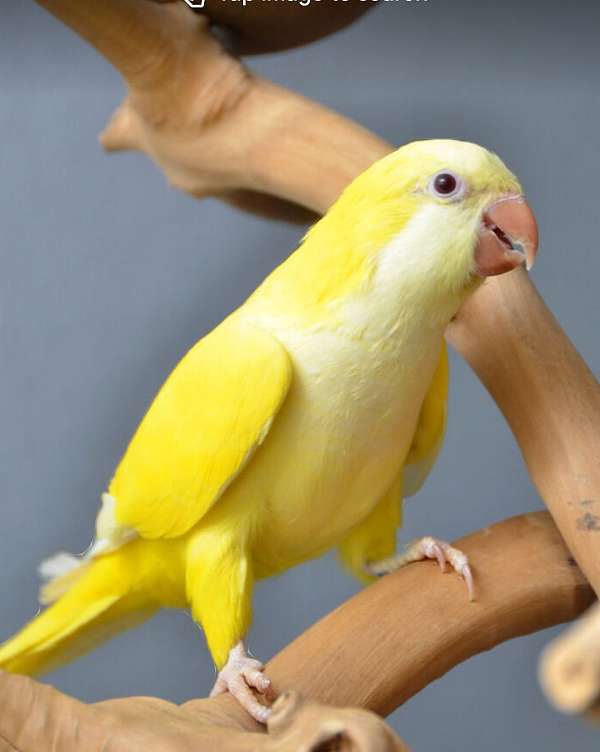 parrot-for-sale