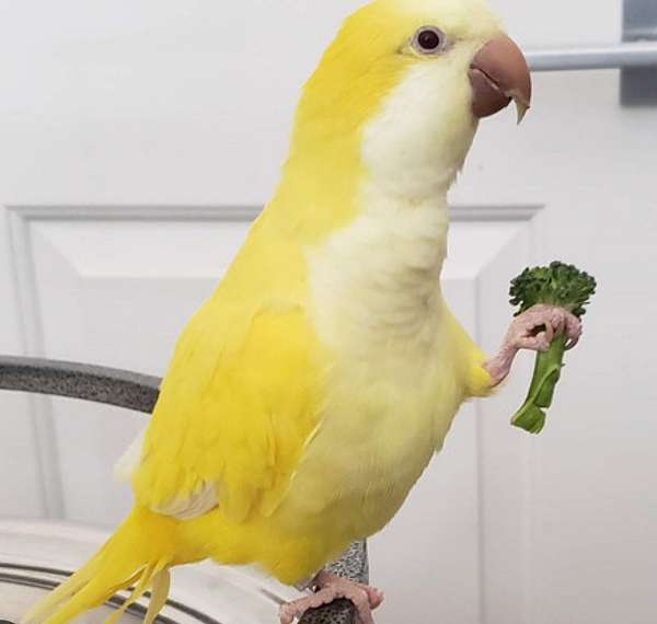 parrot-for-sale