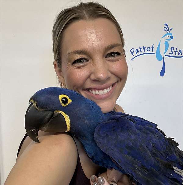 hyacinth-macaw-for-sale