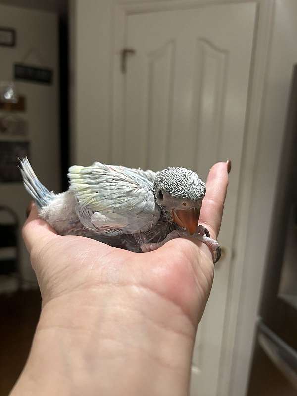 ringneck-parakeet-for-sale-in-layton-ut