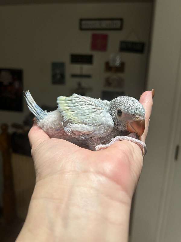 ringneck-parakeet-for-sale