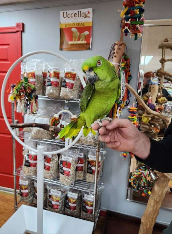 yellow-naped-amazon-parrot-for-sale