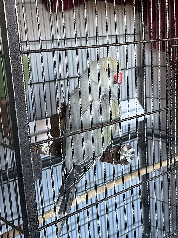 parrot-for-sale-in-vermont