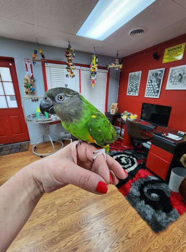 senegal-poicephalus-parrots-for-sale