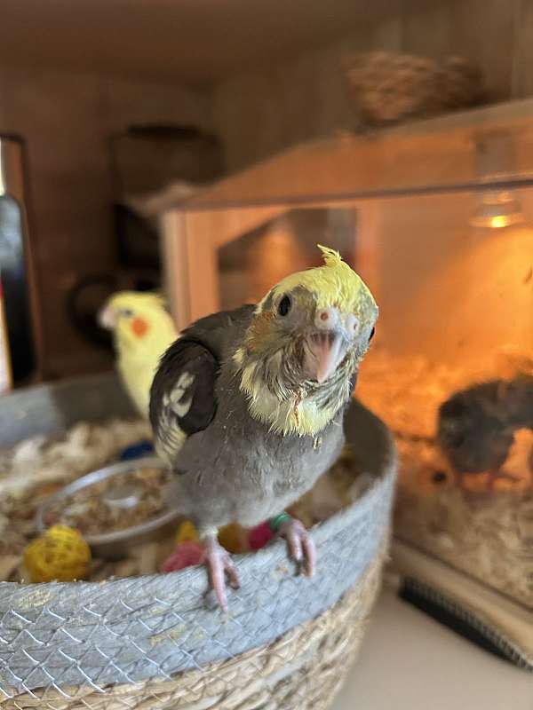 cockatiel-for-sale