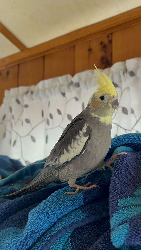 cockatiel-for-sale