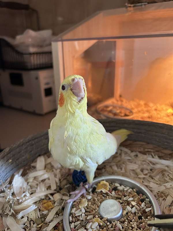 cockatiel-for-sale