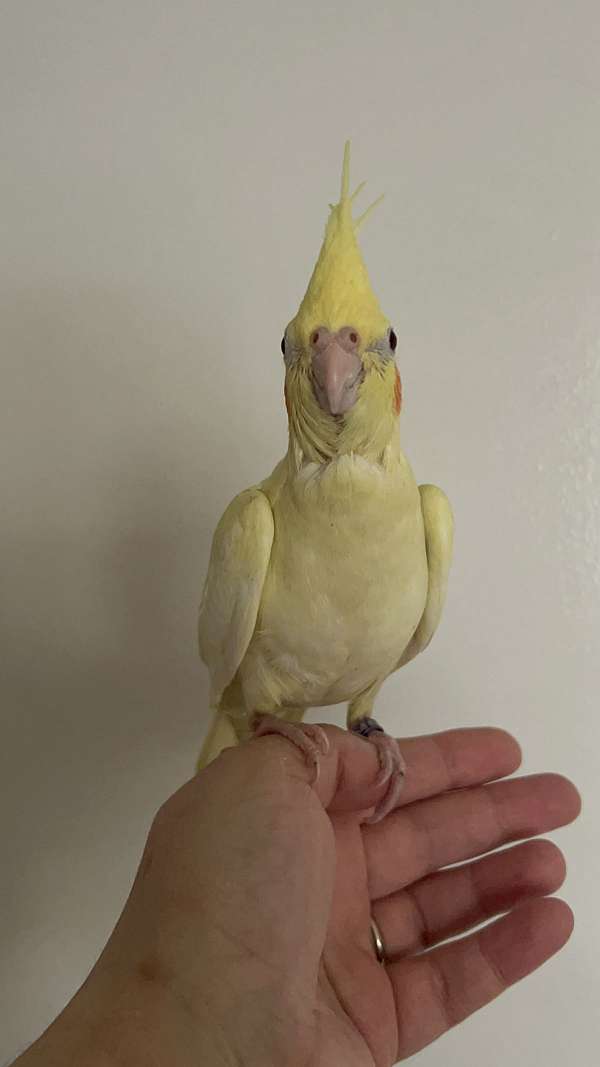 cockatiel-for-sale