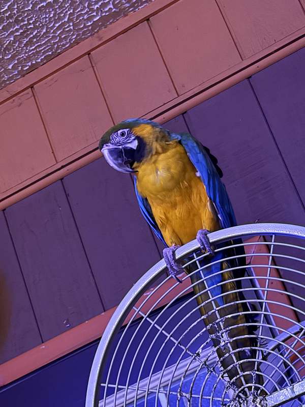 macaw-blue-gold-macaw-for-sale-in-tennessee